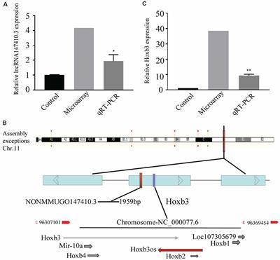 Upregulation of lncRNA147410.3 in the Brain of Mice With Chronic Toxoplasma Infection Promoted Microglia Apoptosis by Regulating Hoxb3